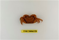 藏品(斑點擬相手蟹)的圖片